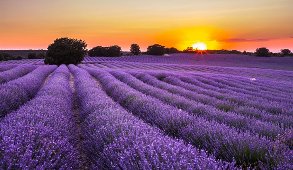 lavanda